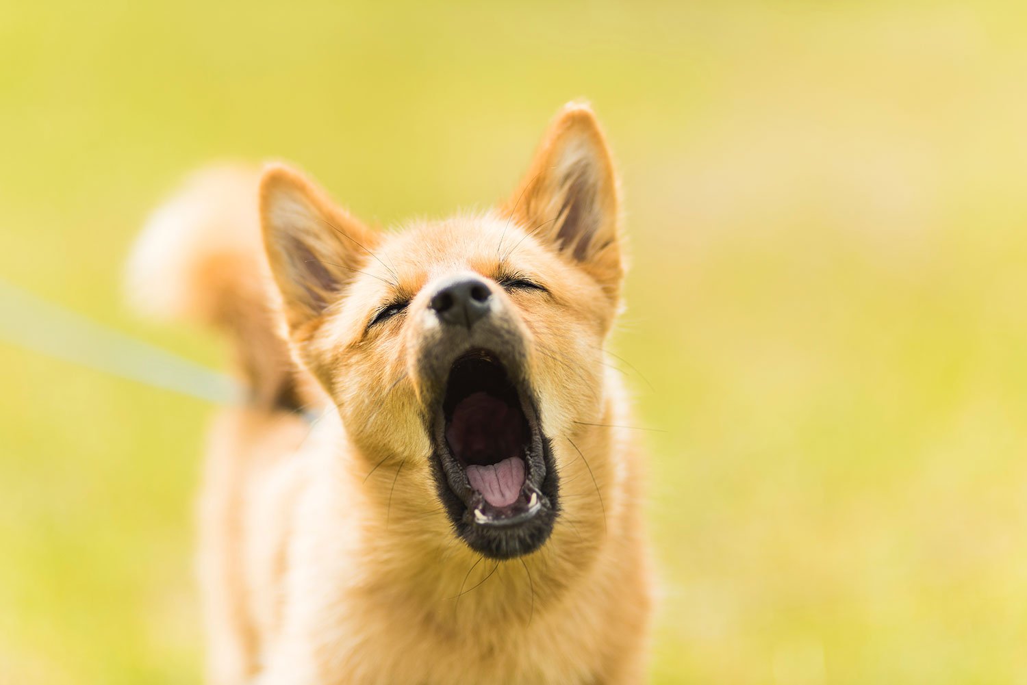 How to prevent excessive dog barking