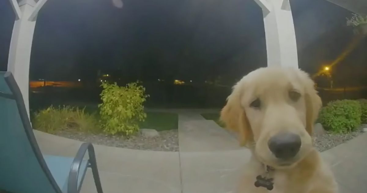 Clever puppy escapes his house and then rings the doorbell to get back in