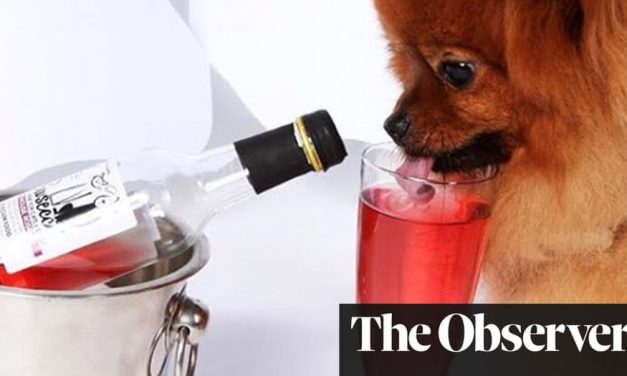 Pawsecco, anyone? Millennials splurge on pampered pets