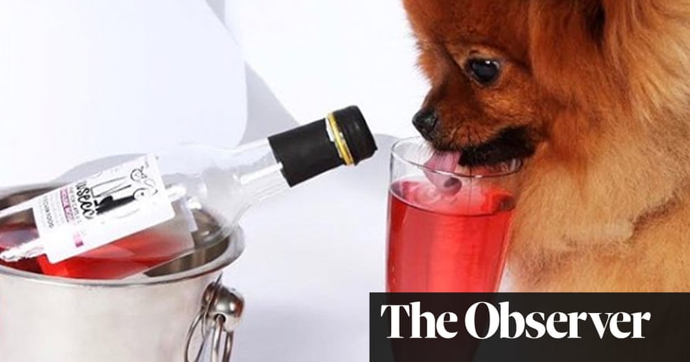 Pawsecco, anyone? Millennials splurge on pampered pets