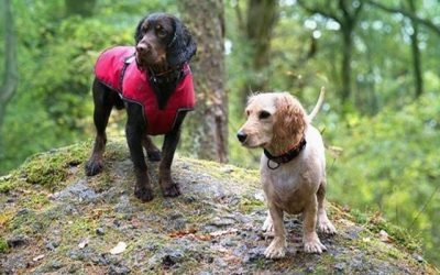 Rugged Dog Lifestyle Brand Is Searching For 5 Canine Models