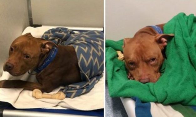 Big Strong Shelter Pooch Loves Being Tucked In Like A Baby Each Night