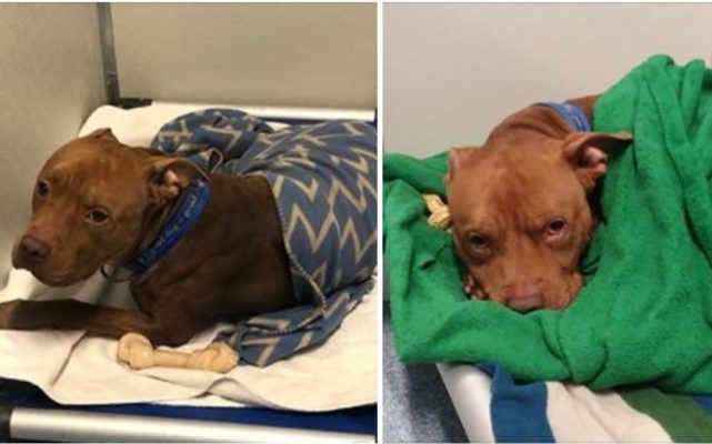 Big Strong Shelter Pooch Loves Being Tucked In Like A Baby Each Night