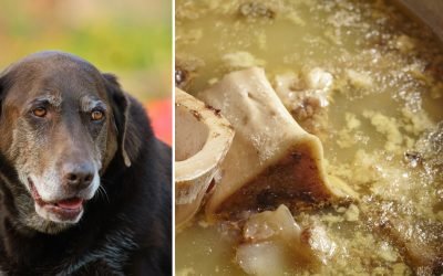 Is Bone Broth is The Ultimate Superfood For Older Dogs?