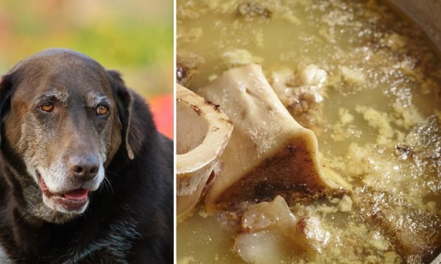 Is Bone Broth is The Ultimate Superfood For Older Dogs?
