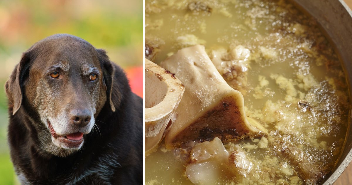 Is Bone Broth is The Ultimate Superfood For Older Dogs?