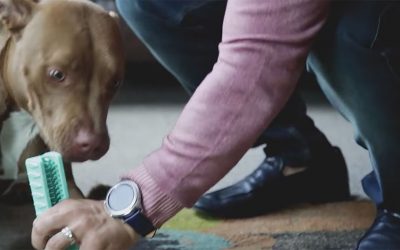 &ldquo;How I Taught My Dog to Brush His Own Teeth&rdquo; (this invention could save your dog&rsquo;s life!)