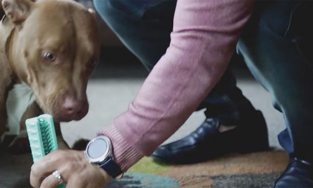 &ldquo;How I Taught My Dog to Brush His Own Teeth&rdquo; (this invention could save your dog&rsquo;s life!)