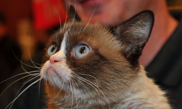 10 of the Richest Pets in History