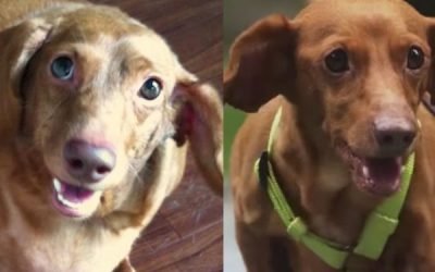9 dogs whose weight-loss journeys impressed the internet and got them a clean bill of health