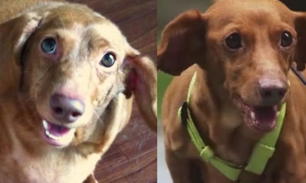 9 dogs whose weight-loss journeys impressed the internet and got them a clean bill of health