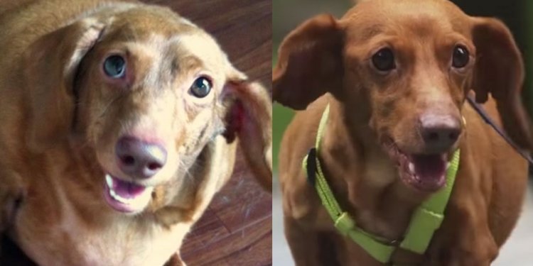 9 dogs whose weight-loss journeys impressed the internet and got them a clean bill of health