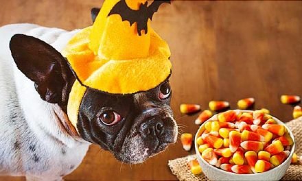 Halloween: Keep A Close Eye on the Treats, Pets