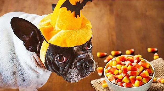 Halloween: Keep A Close Eye on the Treats, Pets