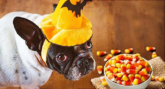 Halloween: Keep A Close Eye on the Treats, Pets