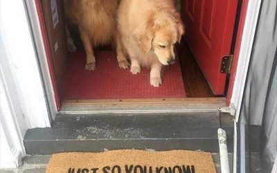 Funny Animal Picdump of The Day 178 (26 Photos) #funnymemes #funnypictures #humor #funnytexts #funnyquotes #funnyanimals #funny #lol #wtf
