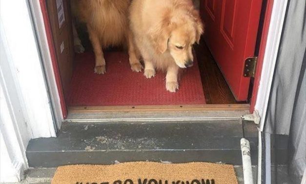 Funny Animal Picdump of The Day 178 (26 Photos) #funnymemes #funnypictures #humor #funnytexts #funnyquotes #funnyanimals #funny #lol #wtf
