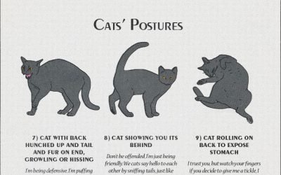 cat-behaviour-explained