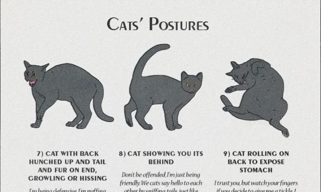 cat-behaviour-explained