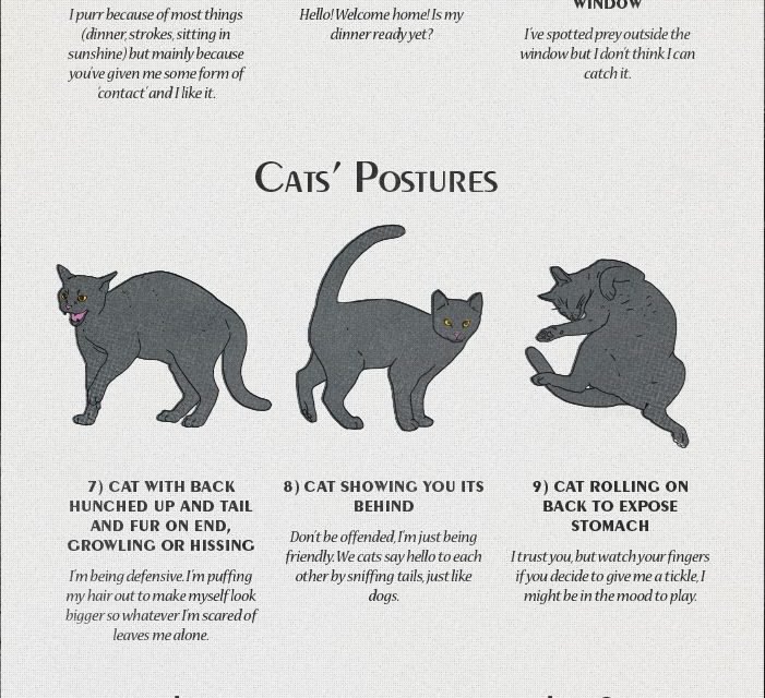 cat-behaviour-explained