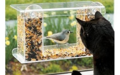 Found it at Wayfair – Window-Mount See-Through Tray Bird Feeder