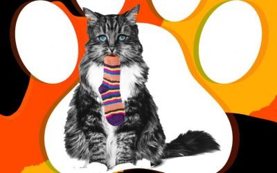 My Cat Has an Eating Disorder. What Should I Do?