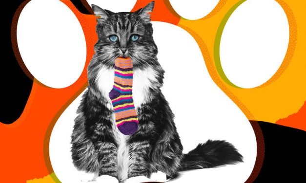 My Cat Has an Eating Disorder. What Should I Do?