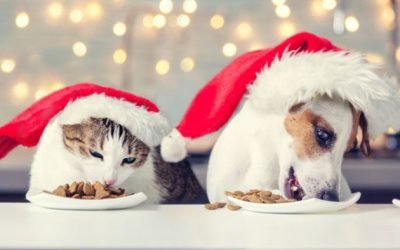 A pet owner's guide to surviving the festive season