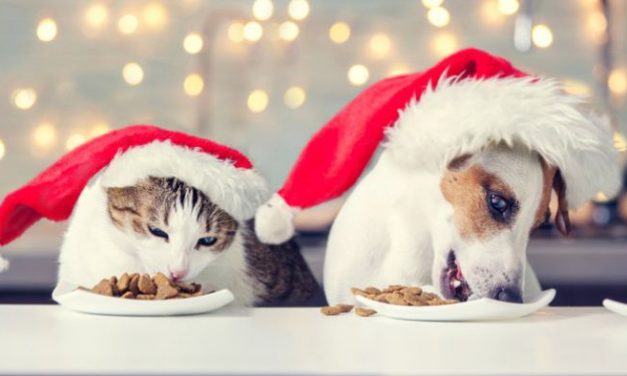 A pet owner's guide to surviving the festive season