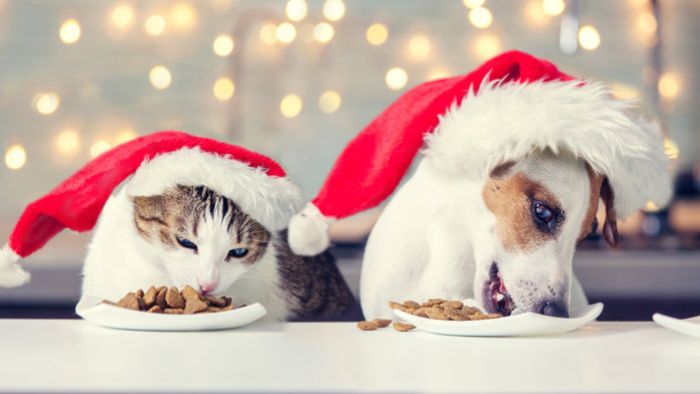 A pet owner's guide to surviving the festive season
