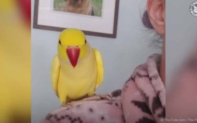 Pets Say ‘Olive Juice’ in Different Ways