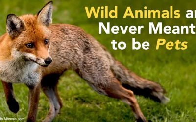 These Animals Are Not Pets, Please Don’t Be Conned by Cuteness