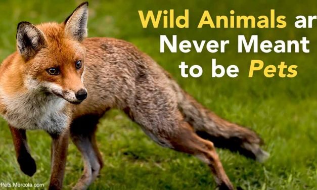 These Animals Are Not Pets, Please Don’t Be Conned by Cuteness
