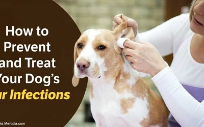 Put This in Your Dog’s Ears to Nix Nasty Infections