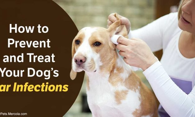 Put This in Your Dog’s Ears to Nix Nasty Infections