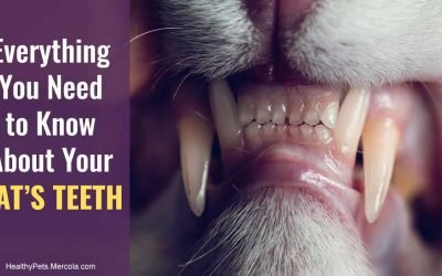 This Can Mean Hidden Pain for Kitty – Please Don’t Ignore