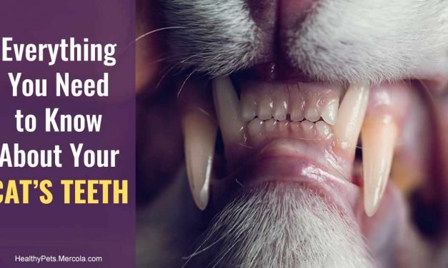 This Can Mean Hidden Pain for Kitty – Please Don’t Ignore