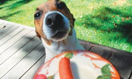 Human Food for Dogs: What Can Dogs Eat?