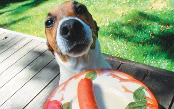 Human Food for Dogs: What Can Dogs Eat?