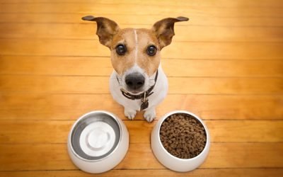 What Are the Signs of a Truly Hungry Dog?