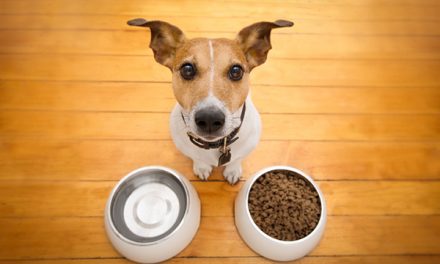 What Are the Signs of a Truly Hungry Dog?