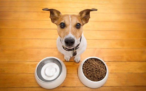 What Are the Signs of a Truly Hungry Dog?