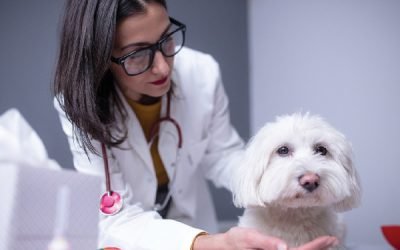 When to Take a Dog to the Vet, ASAP