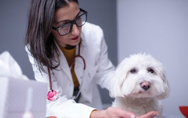 When to Take a Dog to the Vet, ASAP