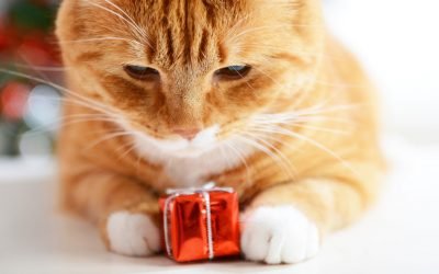 Your Pet Deserves a Present More Than Anyone Else