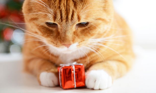 Your Pet Deserves a Present More Than Anyone Else