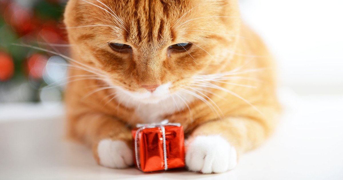 Your Pet Deserves a Present More Than Anyone Else