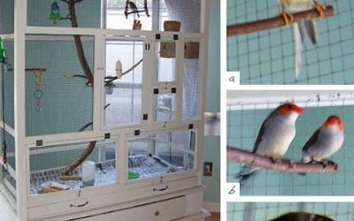 We have plenty of projects for dogs, cats, and even for bunnies, but finally here's one for the birds &mdash; an aviary created by using a old
