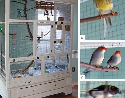 We have plenty of projects for dogs, cats, and even for bunnies, but finally here's one for the birds &mdash; an aviary created by using a old