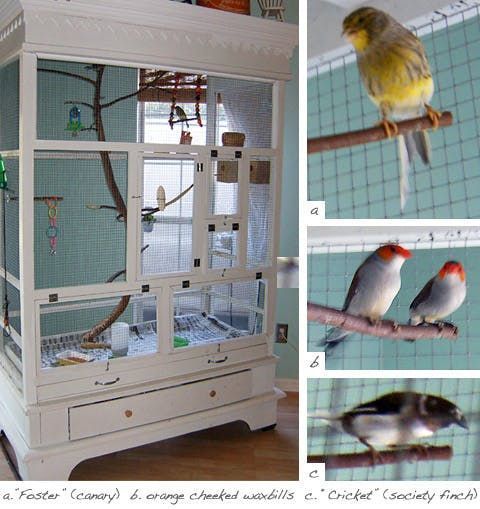 We have plenty of projects for dogs, cats, and even for bunnies, but finally here's one for the birds — an aviary created by using a old